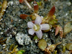 Glossostigma elatinoides