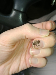 Plectrura spinicauda