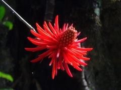 Erythrina americana