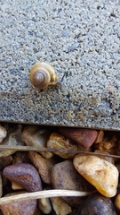 Gastrodontidae