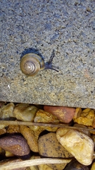 Gastrodontidae