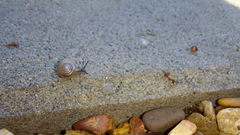 Gastrodontidae
