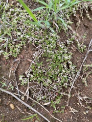 Selaginella cinerascens