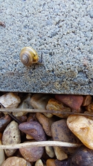 Gastrodontidae