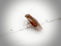 Homilopsocidea