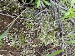 Selaginella cinerascens