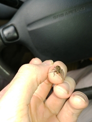 Plectrura spinicauda