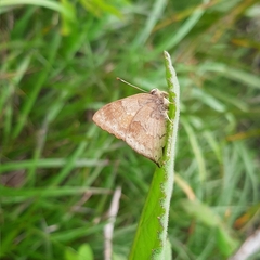 Euselasia thucydides