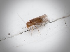 Homilopsocidea