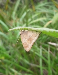 Euselasia thucydides