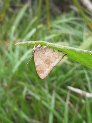 Euselasia thucydides