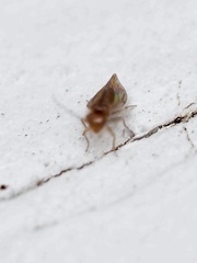 Homilopsocidea