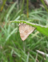 Euselasia thucydides