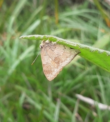 Euselasia thucydides