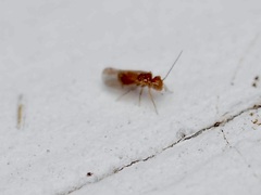 Homilopsocidea