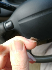 Plectrura spinicauda