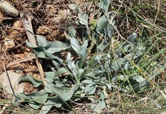 Cynoglossum cheirifolium