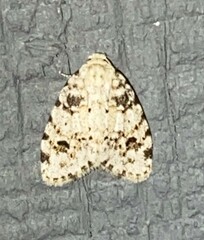 Clemensia ochreata