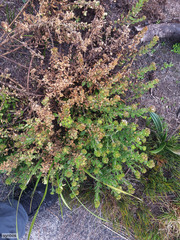 Pseudoselago peninsulae