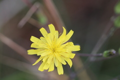 Hieracium megacephalon