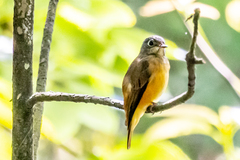 Muscicapa ferruginea