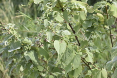 Abutilon trisulcatum