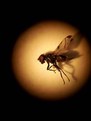 Ulidiidae