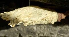 Papilio multicaudata