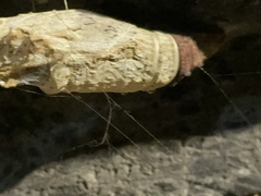 Papilio multicaudata