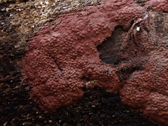 Hypoxylon rubiginosum