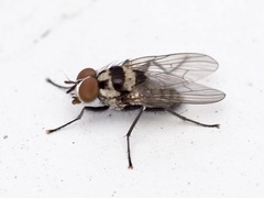 Anthomyia oculifera