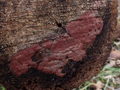 Hypoxylon rubiginosum