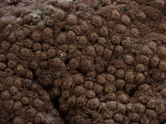 Hypoxylon rubiginosum