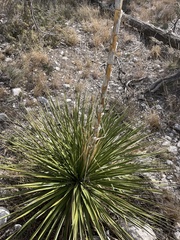 Dasylirion leiophyllum