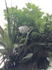 Cattleya quadricolor