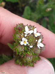 Pseudoselago peninsulae