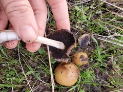Coprinellus bipellis