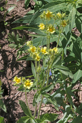 Drymocallis deseretica