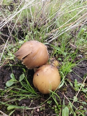 Coprinellus bipellis