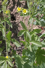 Drymocallis deseretica