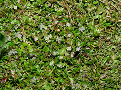 Glossostigma elatinoides