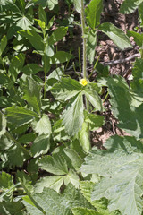 Drymocallis deseretica