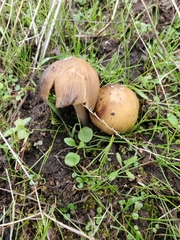 Coprinellus bipellis