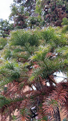 Araucariaceae