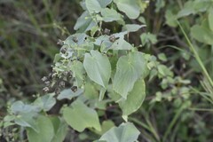 Abutilon trisulcatum