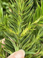 Araucariaceae