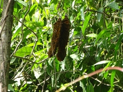 Mucuna monticola