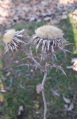 Carlina vulgaris