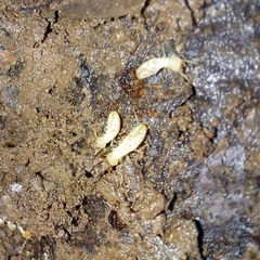 Reticulitermes flavipes