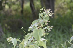 Abutilon trisulcatum